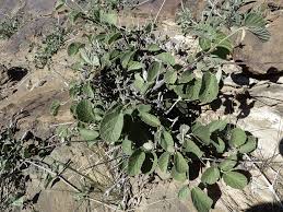 Image result for Grewia herbacea