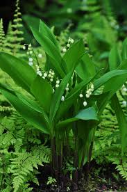 Gardener Beware Plants That Should Come With A Warning Label Jardin D Ombre Idees Jardin Jardinage