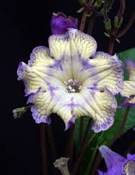 Image result for Streptocarpus solenanthus × eylesii