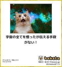 猫bokete ボケて 秀逸ボケ naver まとめ funny funny cats cats