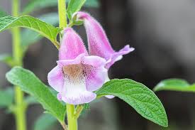 Image result for Sesamum