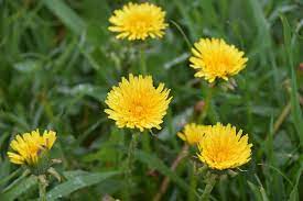 Free Image On Pixabay Flower Dandelion Yellow Flower Yellow Flowers Flowers Dandelion Yellow