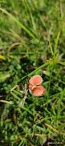 Image result for Indigofera mimosoides