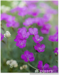 Aster prefers sunny locations and grows to a height of up to 8 feet, depending on the variety. Summer Garden Pink Perennial Flowers In The Garden Poster Pixers We Live To Change