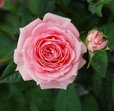 Image result for tea roses