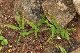 Image result for Adiantum incisum