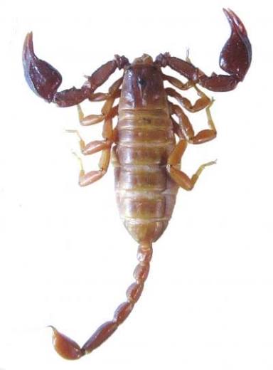 A new scorpion species from ancient Lycia | EurekAlert!