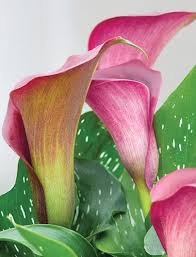 How To Grow And Care For Calla Lily Flowers Garden Design