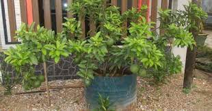 Sahabat boleh guna tong cat, polybag, bekas polisterine, bakul buah, petak tanaman. Ini Cara Mudah Untuk Pastikan Pokok Buah Dalam Pasu Berbuah Lebat Impiana