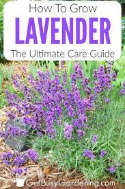 How To Care For Lavender Plants Lavender Plant Care Growing Lavender Lavender Plant