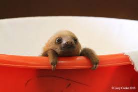 B The Genius Behind A A Href Https Go Redirectingat Com Id 74679x1524629 Sref Https 3a 2f 2fwww Buzzfeed Com 2fmatt Baby Sloth Cute Sloth Cute Baby Sloths