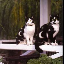 Animal Friendly Paint Paint Your Cat Please Only Use Supplies Safe For Pets Cats Crazy Cats Cute Animals