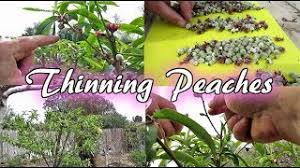 Peach trees reach heights of 15 to 25 feet at maturity. Spring Thinning My Florida King Peach Tree 100 S Of Fruit Youtube