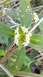 Image result for Mitracarpus