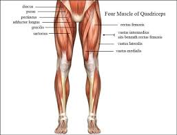 These muscles are primarily responsible for hip flexion and extension at the knee joint. The 6 Absolute Best Quads Exercises You Can Do Quad Exercises Exercise Quadriceps Femoris