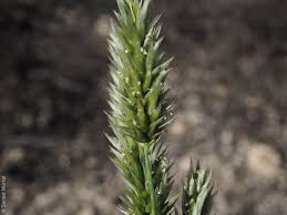 Image result for Enneapogon