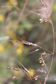Image result for Sorghastrum stipoides