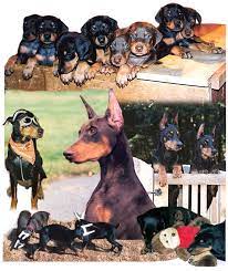 1,353 likes · 44 talking about this. Heartwood Dobermans Dobermans Talent Or