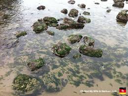 Check spelling or type a new query. 39 Seaweed Covered Rocks At Cannon Beach Oh God My Wife Is German