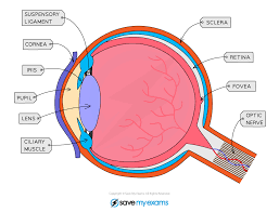 We have a set of, say, 10k labeled images (two classes), and an unlabeled set that is maybe 10x larger (or even 100x, doesn't really matter for this discussion). The Eye Edexcel Igcse Biology Revision Notes