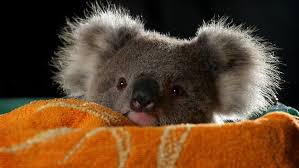 Just A Baby Koala Cute Animals Cute Baby Animals Baby Animals