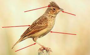 Selain itu, burung ini juga telah banyak ditemukan di pulau jawa (baca: Trik Dan Tips Cara Membedaan Burung Branjangan Jantan Dan Betina Kaskus