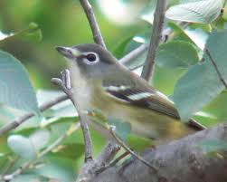 Image result for Ozoroa viridis