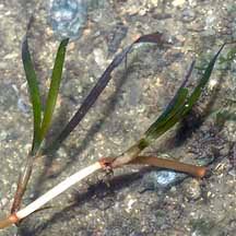 Image result for Cymodocea rotundata