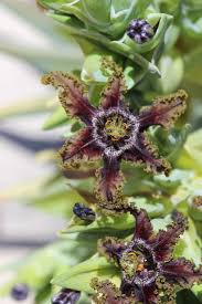 Image result for Ferraria glutinosa