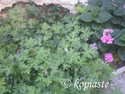 Image result for Pelargonium graveolens