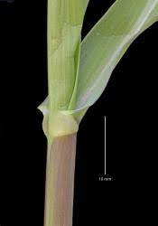 Image result for Panicum schinzii