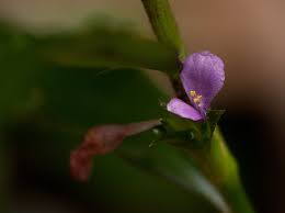 Image result for Coleotrype natalensis