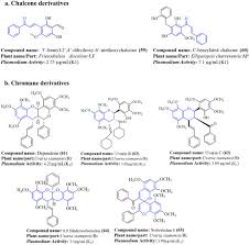 Image result for Uvaria tanzaniae