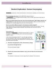 Answers for karyotyping activity download answer key for student exploration human karyotyping gizmo. Student Exploration Human Karyotyping 14 2 Lab Docx Name Date Student Exploration Human In The Human Karyotyping Gizmo You Will Make Karyotypes For Five Individuals