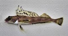 Shortspine Combfish | Mexican Fish.com