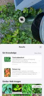 We did not find results for: Ios15 Beta 1 11 Pro Max Plant Identification Works Unfortunately For Me Though It Has Identified Tons Of Poison Ivy Iosbeta