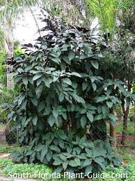 Image result for Clerodendrum capitatum
