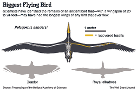 We did not find results for: Scientists Identify Largest Flying Bird Wsj
