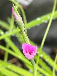 Image result for Hesperantha