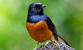 Seperti halnya pada burung cendrawasih yang pejantan nya memiliki bulu lebih indah dan panjang. Cara Membedakan Murai Jantan Dan Betina Dengan Mudah