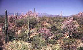 Check spelling or type a new query. Ironwood Forest