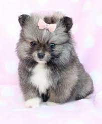 Puppies have an adoption price of $3600.00. Pomsky Puppies On Pinterest Puppys Teacup Pomeranian And Puppy Love Pomsky Puppies Puppies Puppies And Kitties