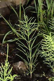 Wie man ihn wirksam bekämpft und wie er sich er gehört zur gattung der schachtelhalme, botanisch equisetum und zur familie der. Acker Schachtelhalm Equisetum Arvense Beschreibung Steckbrief Systematik