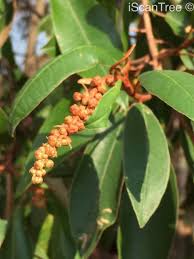 Image result for Croton gratissimus
