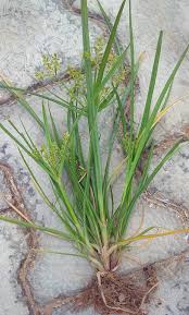 Image result for Cyperus sp.no.5