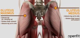 Rowing and your muscles rowing is a coordinated muscle action that involves every large muscle group in the body. Butt Anatomy Gluteal Muscles And How To Build Em Openfit