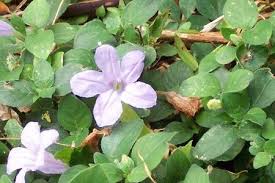 Image result for Ruellia patula