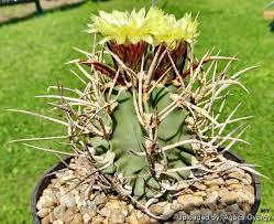 Image result for Biophytum crassipes