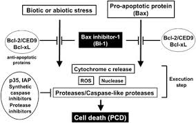 Shape of animal cell biography. Bax Inhibitor 1 A Highly Conserved Endoplasmic Reticulum Resident Cell Death Suppressor Cell Death Differentiation