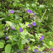 Vine with purple flowers texas. The All Things Plants Most Popular Vines And Climbers Garden Org